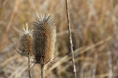 Thistle and white cotton during the summer