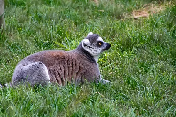 Ganska nyfiken lemur — Stockfoto