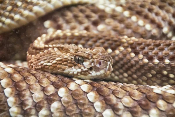 น่ากลัว rattlesnake ขด — ภาพถ่ายสต็อก