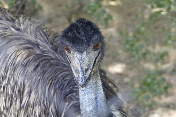 Zbliżenie emu w otwartych — Zdjęcie stockowe