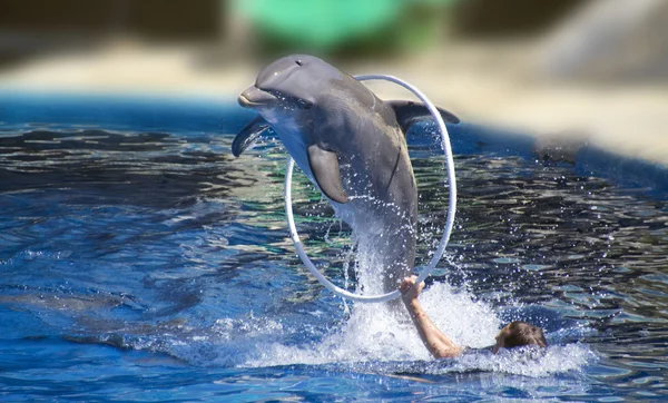 Beautiful dolphin jumping through a hoop high — Stock Photo, Image
