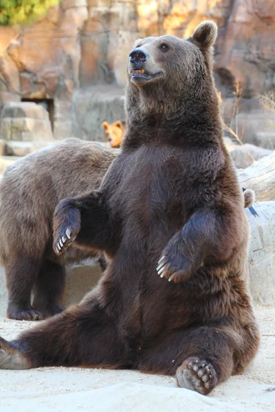 Urso enorme muito expressivo — Fotografia de Stock
