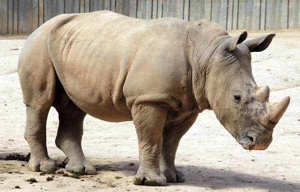 Rhinoceros impressive Stock Picture