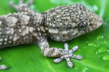 Gecko vahşi üzerindeki yeşil yaprak