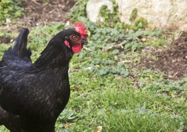 필드 무료 닭 — 스톡 사진