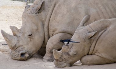 Rhinoceros with her ​​calf and a bird clipart