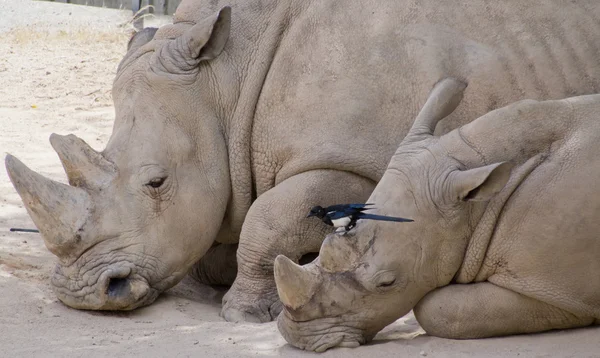 Rhinoceros with her ​​calf and a bird — Stock Photo, Image