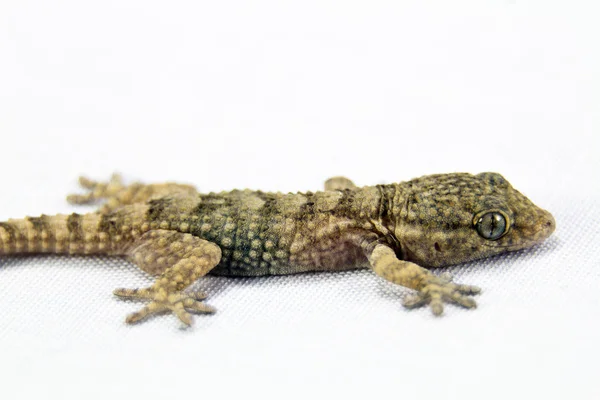 Gecko auf weißem Hintergrund — Stockfoto