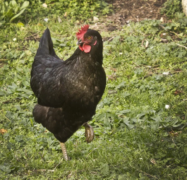 El campo libre de pollos — Foto de Stock
