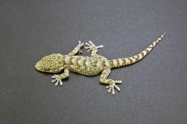 Gecko auf dunklem Hintergrund — Stockfoto
