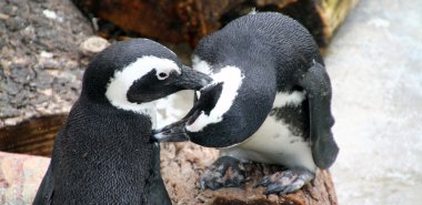 Macellan penguenleri sempatik