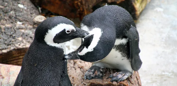 Magellanska pingviner sympatiska — Stockfoto