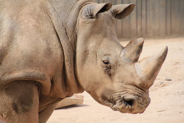 Rinoceronte impressionante — Fotografia de Stock