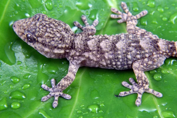 Gecko i vilt på ett grönt blad — Stockfoto