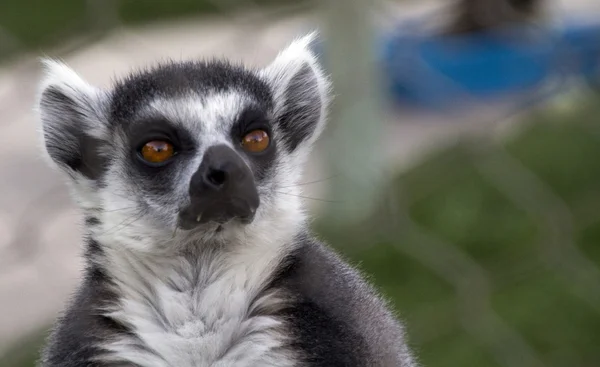 Vrij nieuwsgierig lemur — Stockfoto