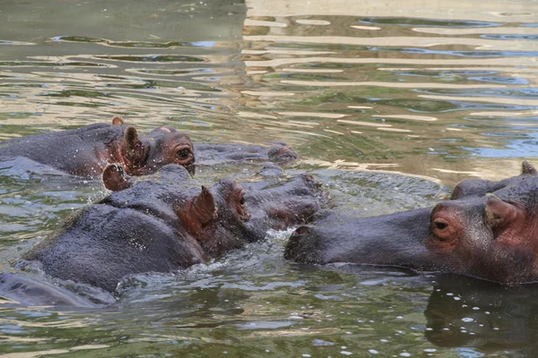 Familie der Flusspferde am See — Stockfoto