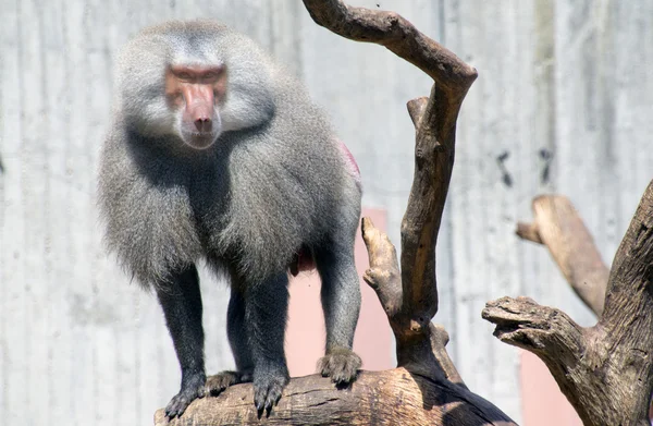 Papion baboon attentive leader of the pack — Stock Photo, Image