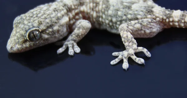 Gecko på en mörk bakgrund — Stockfoto