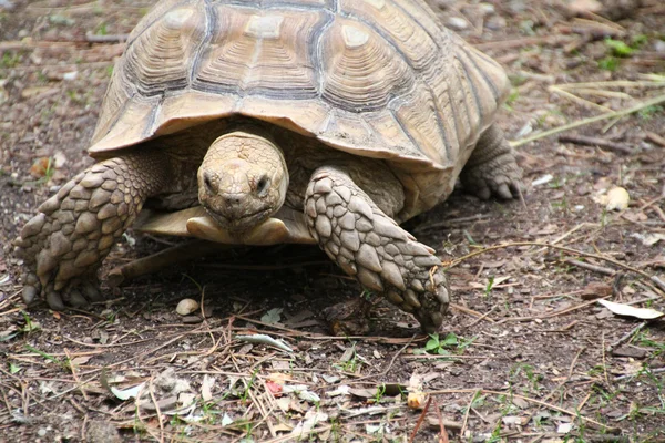 Reus terrestrische gestimuleerd schildpad verplaatsen op een grond — Stockfoto