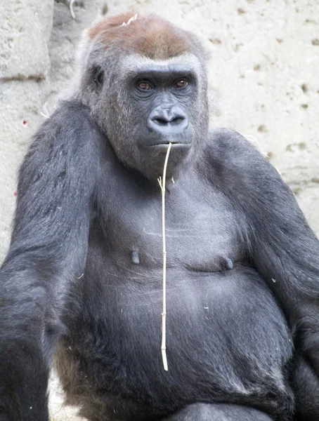 Gorille assis et détendu — Photo