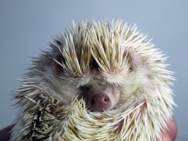 Posing little African hedgehog