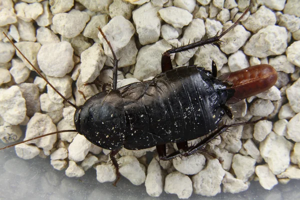 Detalle de una cucaracha —  Fotos de Stock
