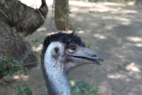 Closeup emu em aberto — Fotografia de Stock