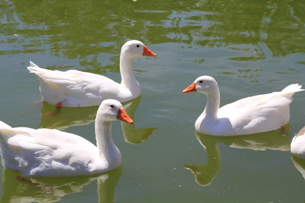 池塘里的鸭子 — 图库照片