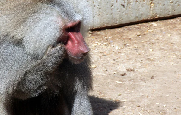 Папион-бабуин сидит тихо — стоковое фото