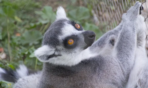 Docela zvědavý lemur — Stock fotografie