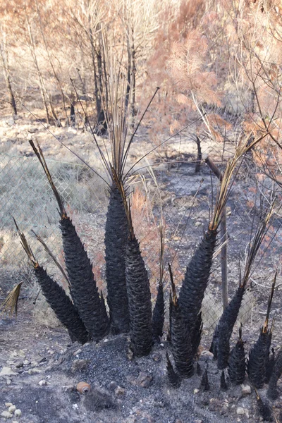 Bush yangından sonra bitkiler — Stok fotoğraf