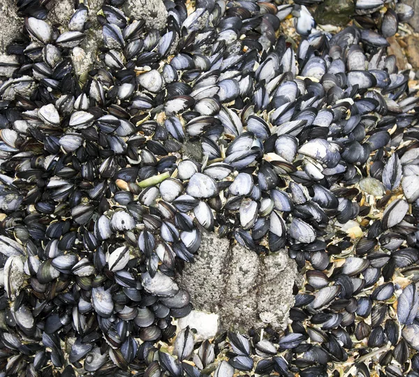 stock image Mussels attached to rocks background