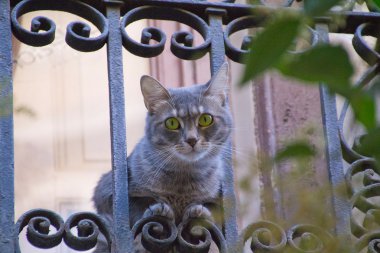 büyük kedi gözleri bir balkona gösterdi