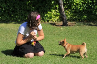 bir kızla bahçede oynarken chihuahua