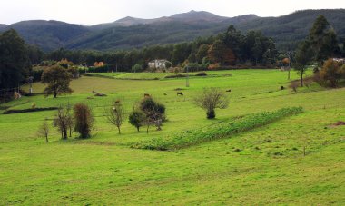 Yatay yeşil tepeleri bulunan Galiçya, İspanya