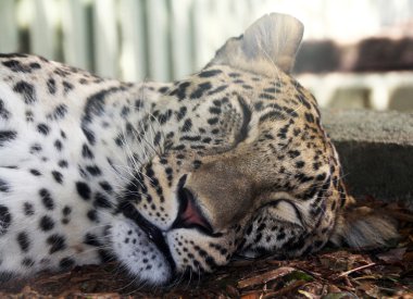 Sleeping after eating leopard