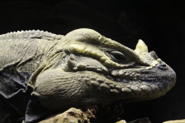 Kertenkele gergedan (Cyclura cornuta)