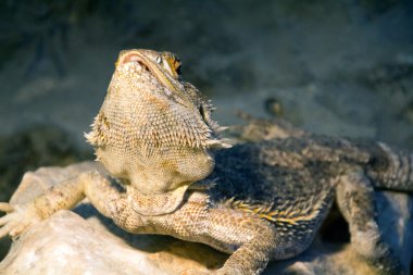 Sakallı Ejder pogona vitticeps