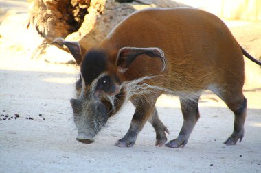 Potamochoerus porcus