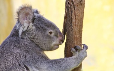 Koala içinde bir okaliptüs
