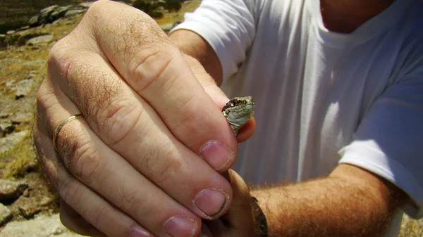 Lizard in a hand — Stock Photo, Image