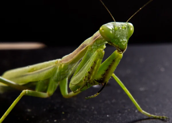 Primer plano de una mantis verde —  Fotos de Stock