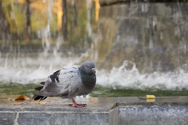 Pigeon se baignant dans une fontaine — Photo