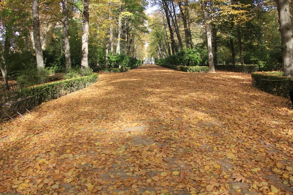 Folhas de outono na estrada e árvores — Fotografia de Stock