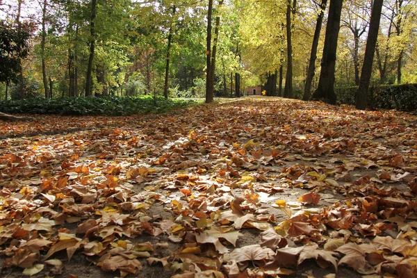 Folhas de outono na estrada e árvores — Fotografia de Stock
