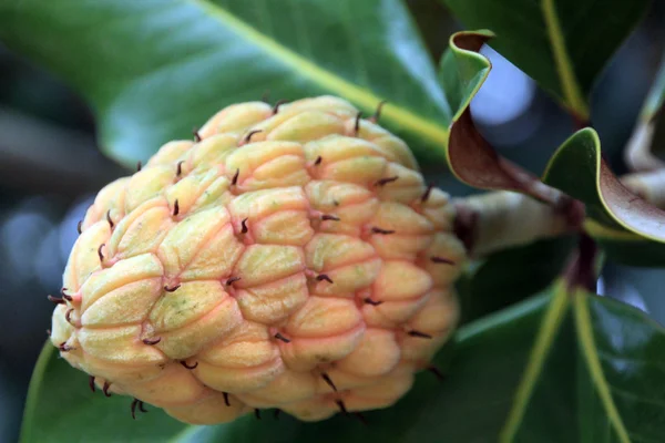 stock image Tropical tree seeds