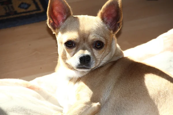 Portrait of a young chihuahua — Stock Photo, Image