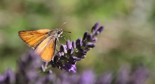 Vlinder paarse wildflowers zwaaiend in de wind — Stockfoto