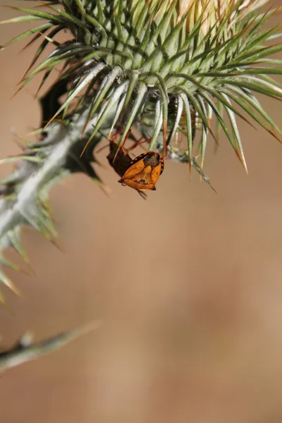 Uğur böceği thistle çiçek — Stok fotoğraf