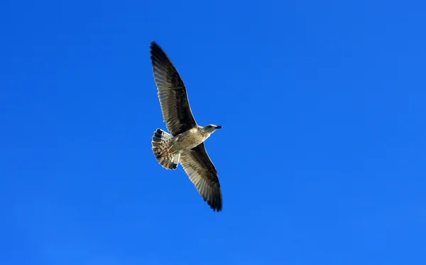 Чайки літають над блакитним небом — стокове фото